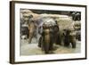 Elephants Bathing in the River at the Pinnewala Elephant Orphanage, Sri Lanka, Asia-John Woodworth-Framed Photographic Print