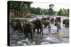 Elephants Bathing in the River at the Pinnewala Elephant Orphanage, Sri Lanka, Asia-John Woodworth-Stretched Canvas