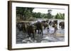 Elephants Bathing in the River at the Pinnewala Elephant Orphanage, Sri Lanka, Asia-John Woodworth-Framed Photographic Print