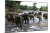 Elephants Bathing in the River at the Pinnewala Elephant Orphanage, Sri Lanka, Asia-John Woodworth-Mounted Photographic Print