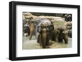 Elephants Bathing in the River at the Pinnewala Elephant Orphanage, Sri Lanka, Asia-John Woodworth-Framed Photographic Print