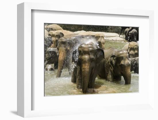 Elephants Bathing in the River at the Pinnewala Elephant Orphanage, Sri Lanka, Asia-John Woodworth-Framed Photographic Print