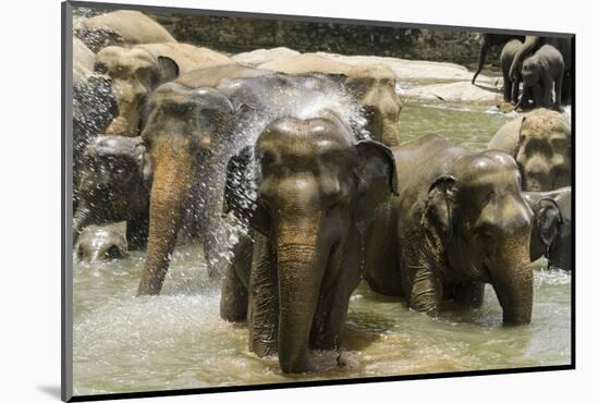 Elephants Bathing in the River at the Pinnewala Elephant Orphanage, Sri Lanka, Asia-John Woodworth-Mounted Photographic Print