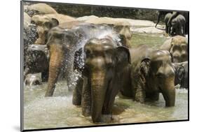 Elephants Bathing in the River at the Pinnewala Elephant Orphanage, Sri Lanka, Asia-John Woodworth-Mounted Photographic Print