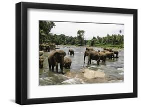 Elephants Bathing in the River at the Pinnewala Elephant Orphanage, Sri Lanka, Asia-John Woodworth-Framed Photographic Print