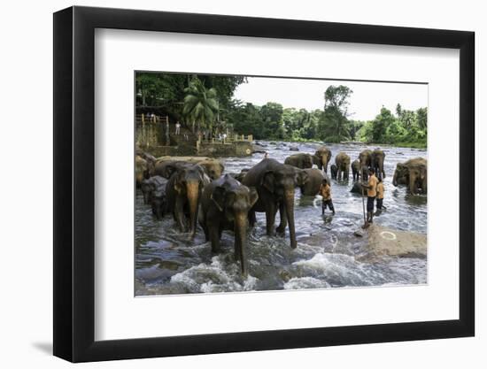 Elephants Bathing in the River at the Pinnewala Elephant Orphanage, Sri Lanka, Asia-John Woodworth-Framed Photographic Print