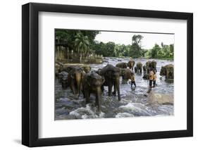 Elephants Bathing in the River at the Pinnewala Elephant Orphanage, Sri Lanka, Asia-John Woodworth-Framed Photographic Print