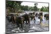 Elephants Bathing in the River at the Pinnewala Elephant Orphanage, Sri Lanka, Asia-John Woodworth-Mounted Photographic Print