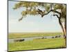 Elephants Bathing Late Evening, Chobe National Park, Botswana, Africa-Peter Groenendijk-Mounted Photographic Print