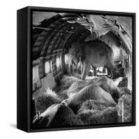 Elephants Being Transported by Airplane-null-Framed Stretched Canvas