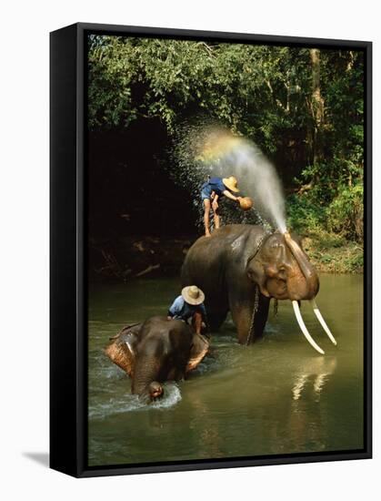 Elephants Being Washed in the River Near Chiang Mai, the North, Thailand-Gavin Hellier-Framed Stretched Canvas