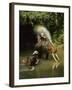 Elephants Being Washed in the River Near Chiang Mai, the North, Thailand-Gavin Hellier-Framed Photographic Print