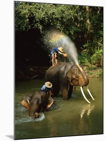 Elephants Being Washed in the River Near Chiang Mai, the North, Thailand-Gavin Hellier-Mounted Photographic Print