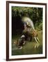 Elephants Being Washed in the River Near Chiang Mai, the North, Thailand-Gavin Hellier-Framed Photographic Print