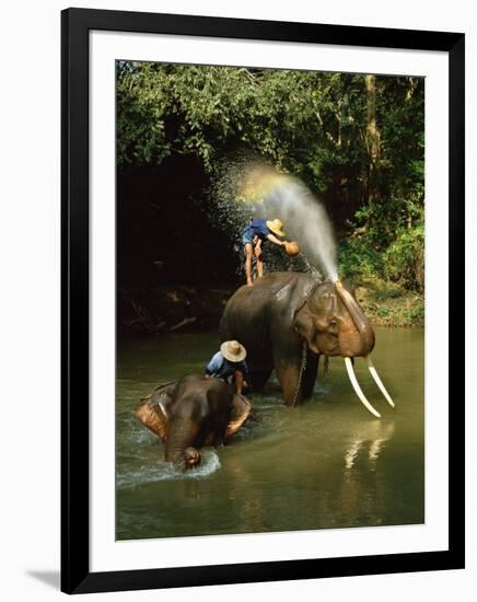 Elephants Being Washed in the River Near Chiang Mai, the North, Thailand-Gavin Hellier-Framed Photographic Print