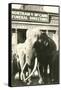 Elephants by Funeral Parlor-null-Framed Stretched Canvas