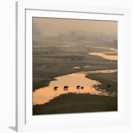 Elephants Crossing River-Ganesh H Shankar-Framed Photographic Print