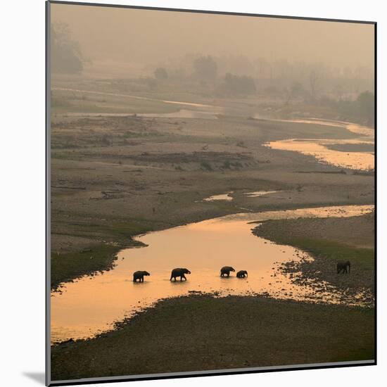 Elephants Crossing River-Ganesh H Shankar-Mounted Photographic Print