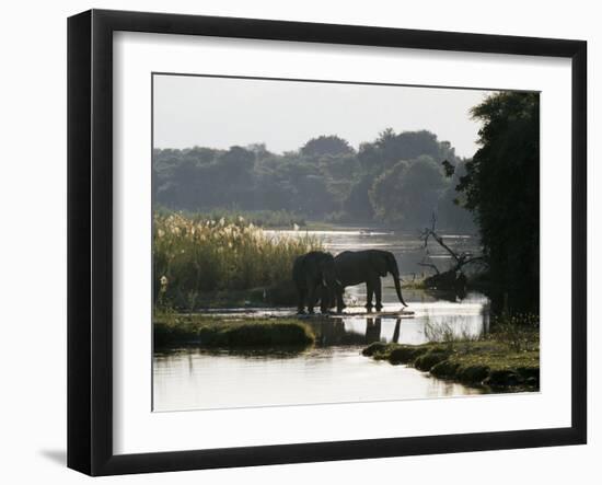 Elephants Drink from the Channel Outside Camp, Lower Zambezi National Park, Zambia-John Warburton-lee-Framed Photographic Print