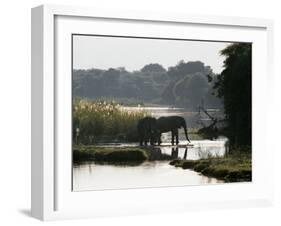 Elephants Drink from the Channel Outside Camp, Lower Zambezi National Park, Zambia-John Warburton-lee-Framed Photographic Print