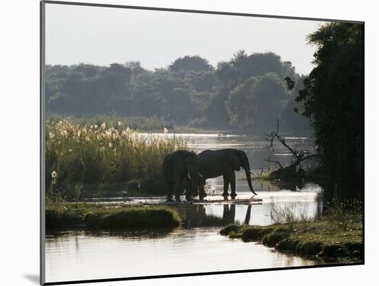 Elephants Drink from the Channel Outside Camp, Lower Zambezi National Park, Zambia-John Warburton-lee-Mounted Photographic Print