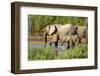 Elephants Drinking-instinia-Framed Photographic Print