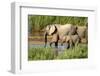 Elephants Drinking-instinia-Framed Photographic Print