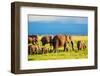 Elephants Family and Herd on African Savanna. Safari in Amboseli, Kenya, Africa-Michal Bednarek-Framed Photographic Print