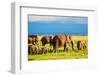 Elephants Family and Herd on African Savanna. Safari in Amboseli, Kenya, Africa-Michal Bednarek-Framed Photographic Print