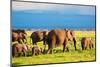 Elephants Family and Herd on African Savanna. Safari in Amboseli, Kenya, Africa-Michal Bednarek-Mounted Photographic Print