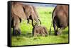 Elephants Family on African Savanna. Safari in Amboseli, Kenya, Africa-Michal Bednarek-Framed Stretched Canvas