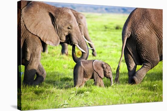 Elephants Family on African Savanna. Safari in Amboseli, Kenya, Africa-Michal Bednarek-Stretched Canvas