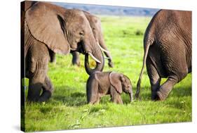 Elephants Family on African Savanna. Safari in Amboseli, Kenya, Africa-Michal Bednarek-Stretched Canvas