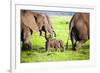 Elephants Family on African Savanna. Safari in Amboseli, Kenya, Africa-Michal Bednarek-Framed Photographic Print