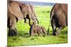 Elephants Family on African Savanna. Safari in Amboseli, Kenya, Africa-Michal Bednarek-Mounted Photographic Print