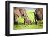Elephants Family on African Savanna. Safari in Amboseli, Kenya, Africa-Michal Bednarek-Framed Photographic Print