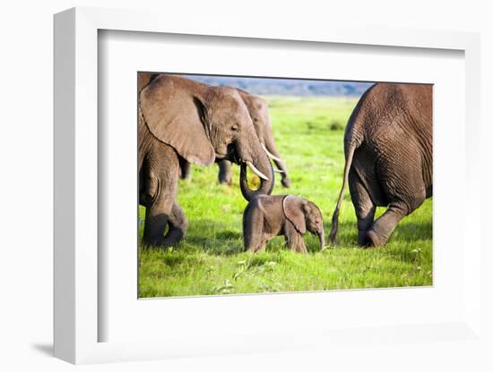 Elephants Family on African Savanna. Safari in Amboseli, Kenya, Africa-Michal Bednarek-Framed Photographic Print