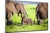 Elephants Family on African Savanna. Safari in Amboseli, Kenya, Africa-Michal Bednarek-Mounted Photographic Print