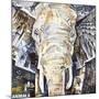 Elephants Gaze-James Grey-Mounted Art Print