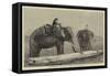 Elephants Hauling Timber in Burmah-null-Framed Stretched Canvas