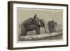 Elephants Hauling Timber in Burmah-null-Framed Giclee Print