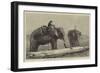 Elephants Hauling Timber in Burmah-null-Framed Giclee Print