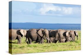 Elephants Herd on African Savanna. Safari in Amboseli, Kenya, Africa-Michal Bednarek-Stretched Canvas