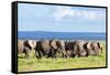 Elephants Herd on African Savanna. Safari in Amboseli, Kenya, Africa-Michal Bednarek-Framed Stretched Canvas