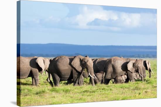 Elephants Herd on African Savanna. Safari in Amboseli, Kenya, Africa-Michal Bednarek-Stretched Canvas