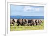 Elephants Herd on African Savanna. Safari in Amboseli, Kenya, Africa-Michal Bednarek-Framed Photographic Print