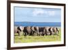 Elephants Herd on African Savanna. Safari in Amboseli, Kenya, Africa-Michal Bednarek-Framed Photographic Print