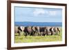 Elephants Herd on African Savanna. Safari in Amboseli, Kenya, Africa-Michal Bednarek-Framed Photographic Print
