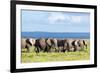 Elephants Herd on African Savanna. Safari in Amboseli, Kenya, Africa-Michal Bednarek-Framed Photographic Print