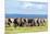 Elephants Herd on African Savanna. Safari in Amboseli, Kenya, Africa-Michal Bednarek-Mounted Photographic Print